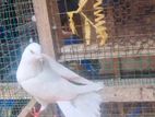 Nagercoil Pigeon