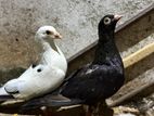Pigeons