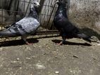 nagerkovil pigeon