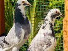 Pigeons