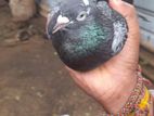 Nakarcoil Indian Pigeon