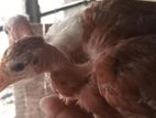Naked Neck Chick