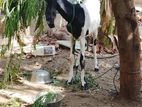 Farm Goat