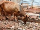 Milk Cow