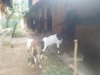 Nalla Ina Aadu