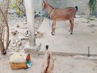 Nalla Ina thayadum kidakkuddium