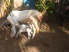 Jampuri Goat