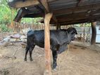 Farm Cow