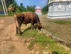 Farm Cow