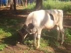 Namban Cow