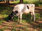 Namban Cow