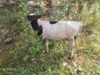 Farm Cow