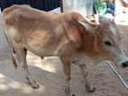 Male Cow