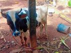 namban madu