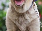 Labrador Dog