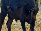 Namban Cow