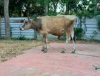 Farm Cow