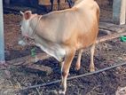 Farm Cows