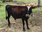 Nampan Cow