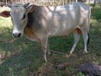 Farm Cow