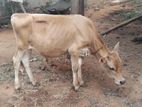 Farm Cow