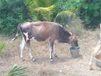 Farm Cows