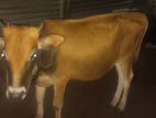 Farm Cow