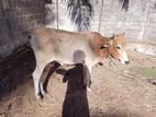 Nampan Maadu