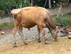 Nampan Maadu