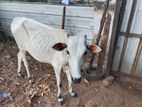 Farm Cow