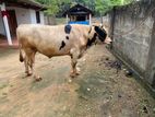 Farm Cow