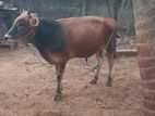 Nampan Maadu