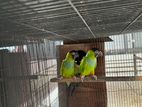 Nanday Conure Pair