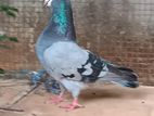 Pigeon