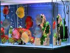 Discus Fish with Tank Setup