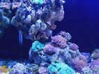 Nano Marine Fish Tank