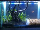 Nano Planted Tank