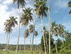 narammala land for sale