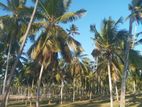 Narammala Land for Sale