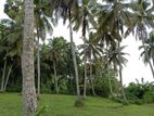 Naththandiya : 17 Acres Coconut Land for Sale