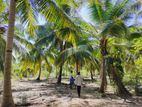 Naththandiya : 22 Acres Coconut Estate for sale