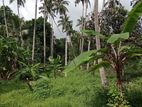 Naththandiya - Coconut Estate for sale