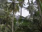 Nattandiya : 80 acres Coconut Land for Sale