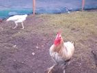 Country Chicken
