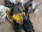 Naattu Koli Chicks
