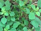 Natural Pure Kuppaimeni (Indian Acalypha)