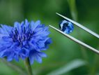 Natural Blue Sapphire ( Unheated )