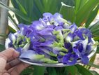 Dried Butterfly Pea Flower