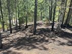 Natural Land Plots for Sale in Ella