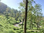 Natural Land Plots for Sale in Haputale
